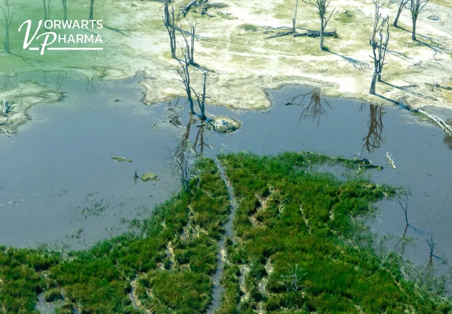 Biliary Sludge: What It Is, Why It Occurs, and How to Prevent It Biliary Sludge: What It Is, Why It Occurs, and How to Prevent It